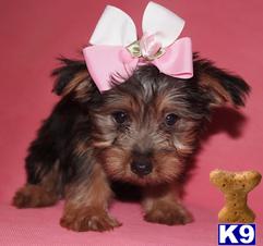 Silky Terrier Puppies for Sale