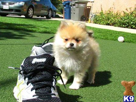 Best Pomeranian Breeders California