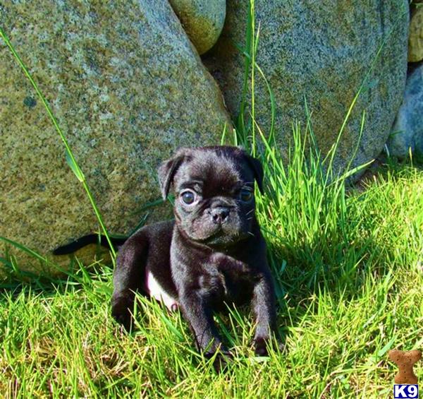 Black Chinese Pug