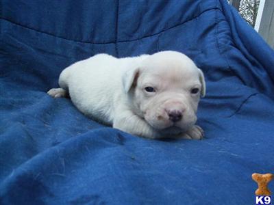 Puppies in IL