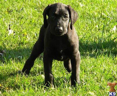 Puppies in IL
