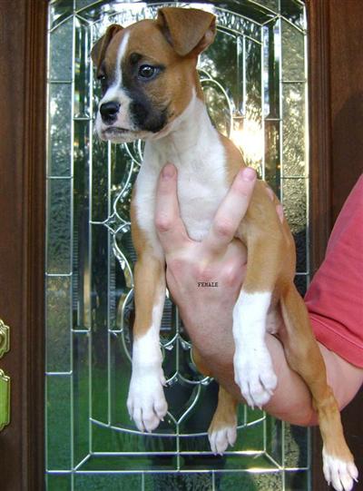 Puppies in NC