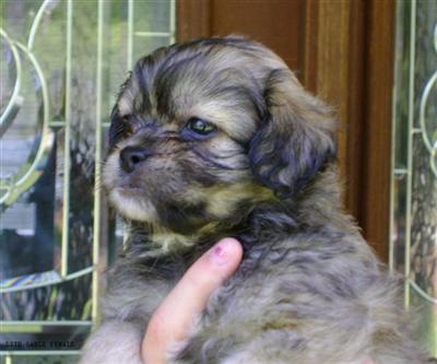 Puppies in NC
