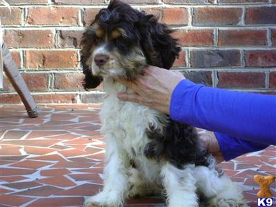 American Cocker Spaniel Puppies for Sale