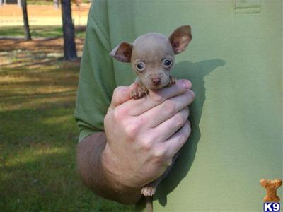 Puppies in NC
