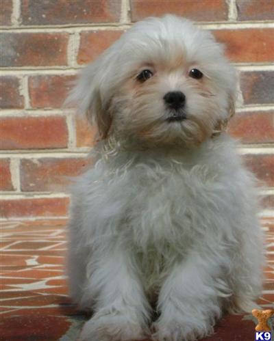 Mixed Breed Puppies for Sale