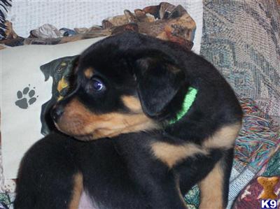 Puppies in PA