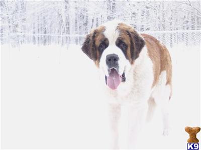 Stud Dogs - Saint Bernard