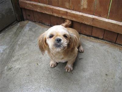 Dogs - Shih Tzu