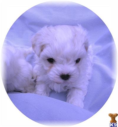 Puppies in TN