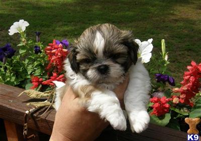 Puppies in TN
