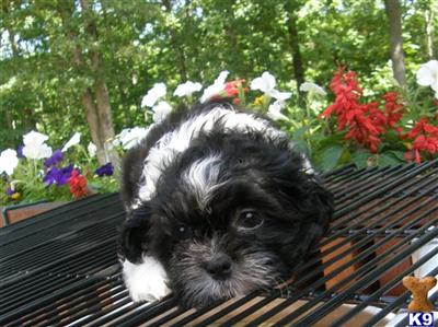 Puppies in TN