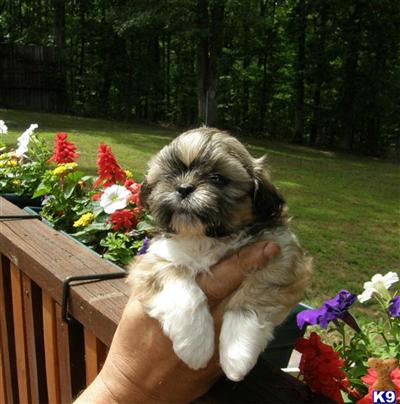 Puppies in TN