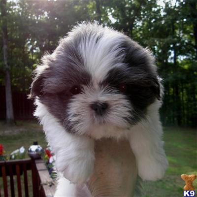 Puppies in TN