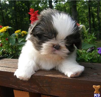 Puppies in TN