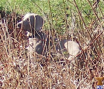 Dogs for Sale in IA