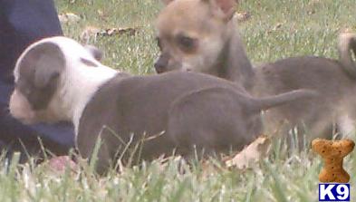 American Pit Bull Puppies for Sale