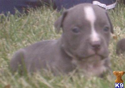 American Pit Bull Puppies for Sale