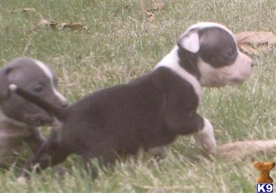 American Pit Bull Puppies for Sale