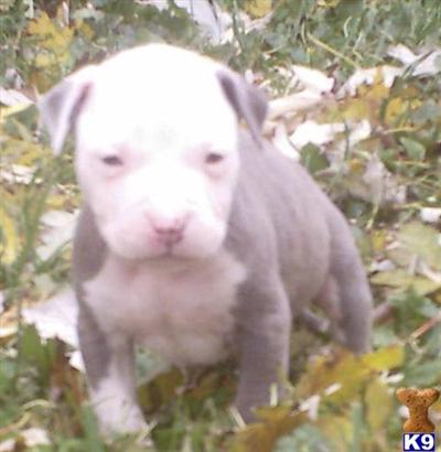 American Pit Bull Puppies for Sale