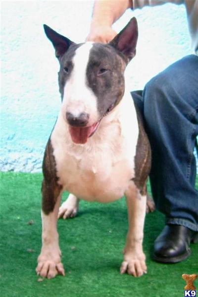 Stud Dogs - Bull Terrier