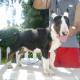 Bull Terrier Puppies for Sale