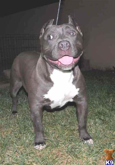 American Bulldog Puppies for Sale