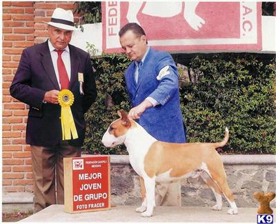Stud Dogs - Bull Terrier