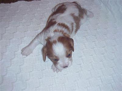 Puppies in Bedford