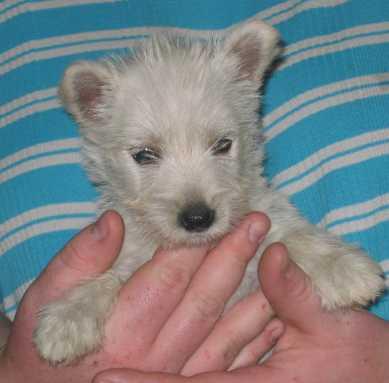 Puppies in WI