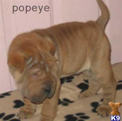 Puppies in WI