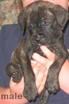 Bullmastiff Puppies for Sale