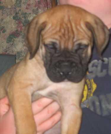 Bullmastiff Puppies for Sale