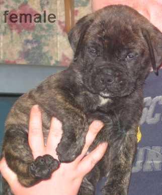 Bullmastiff Puppies for Sale