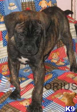 Bullmastiff Puppies for Sale
