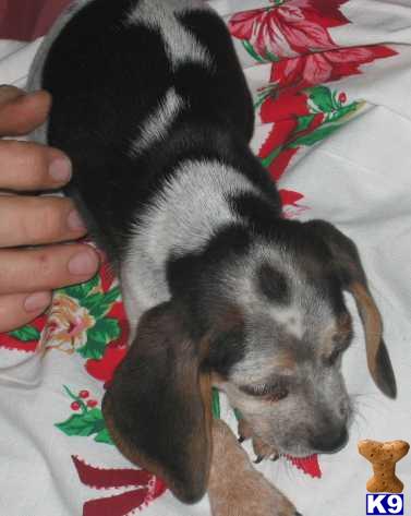 Puppies in WI