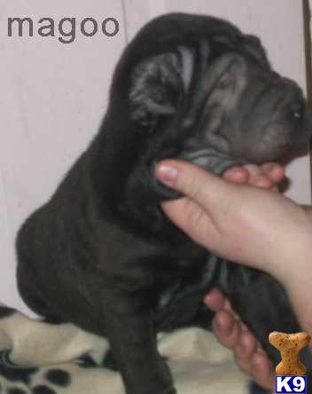 Puppies in WI