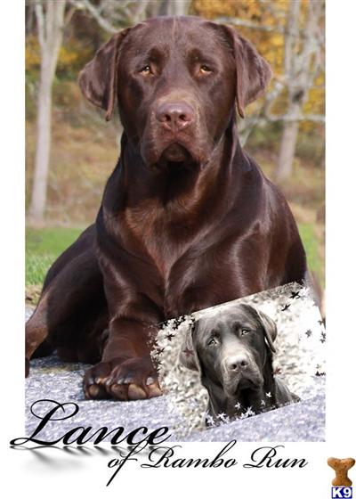 Dogs for Sale in PA