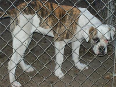 Dogs - American Bulldog