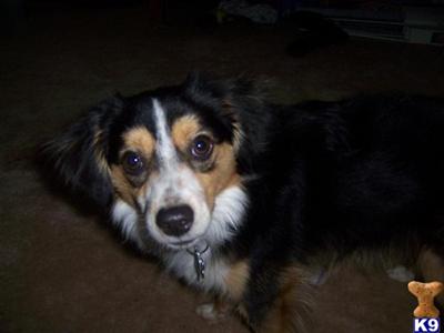 Stud Dogs - Miniature Australian Shepherd