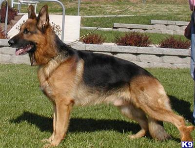 Stud Dogs in IL