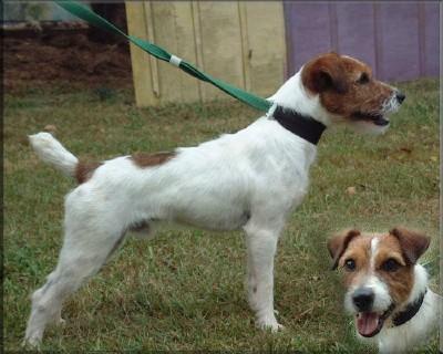 Stud Dogs - Jack Russell Terrier