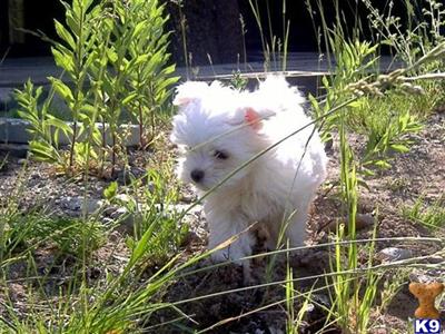 Dogs - Maltese