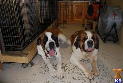 Saint Bernard Puppies for Sale