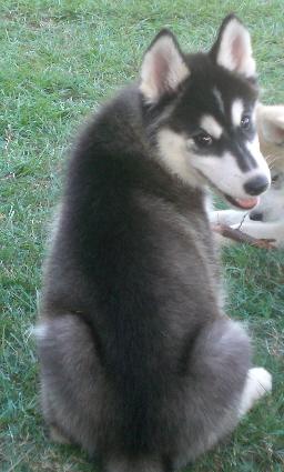 Siberian Husky Puppies for Sale