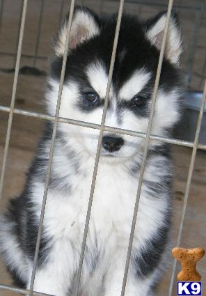 Siberian Husky Puppies for Sale