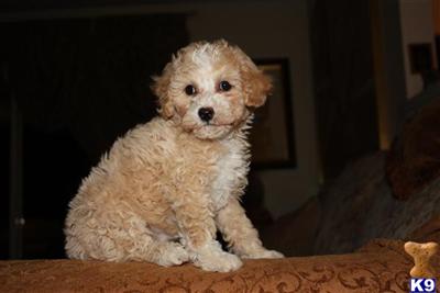 Puppies in CA