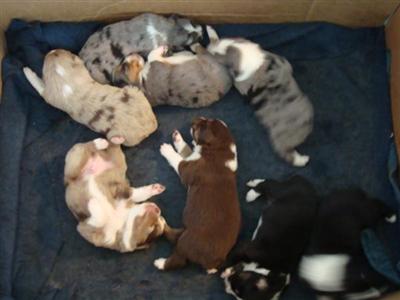Australian Shepherd Puppies for Sale