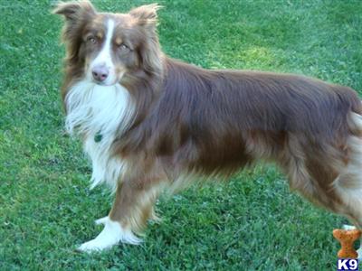 Stud Dogs - Australian Shepherd