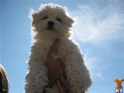 Puppies in NV